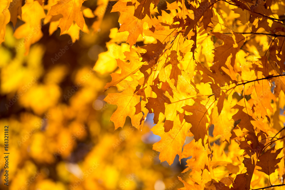 Colourful leaves in autumn season Colourful leaves in autumn season