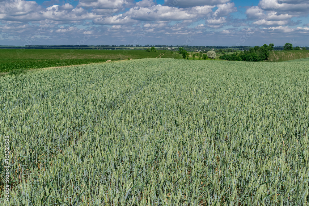 Wheat on the field Wheat on the field