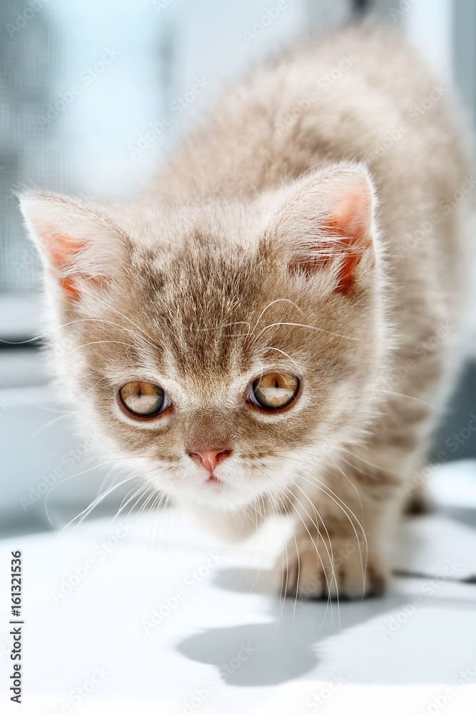 A small kitten of British breed on a light background.