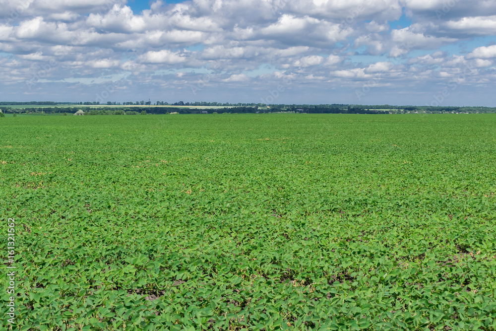 Soybean field in summer