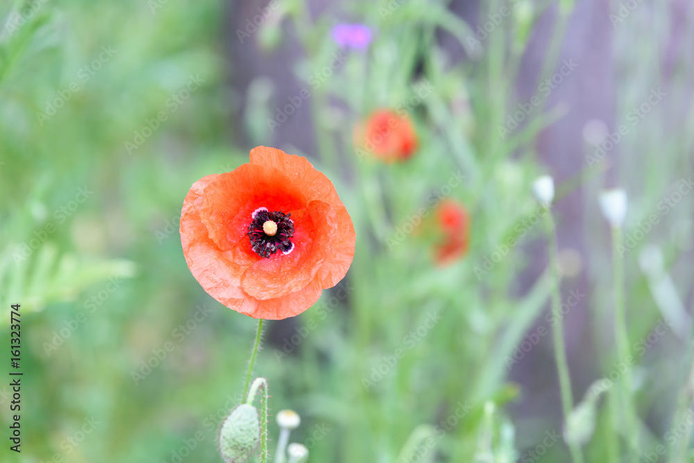 Mohnblume Stock Photo | Adobe Stock