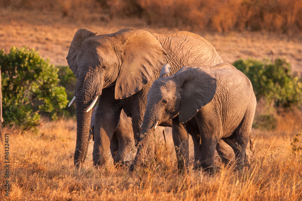 Elephant with baby elephant. A herd of elephants. Family of elephants. Kenya. Africa. Safari in Africa. Elephant with baby elephant. A herd of elephants. Family of elephants. Kenya. Africa. Safari in Africa.