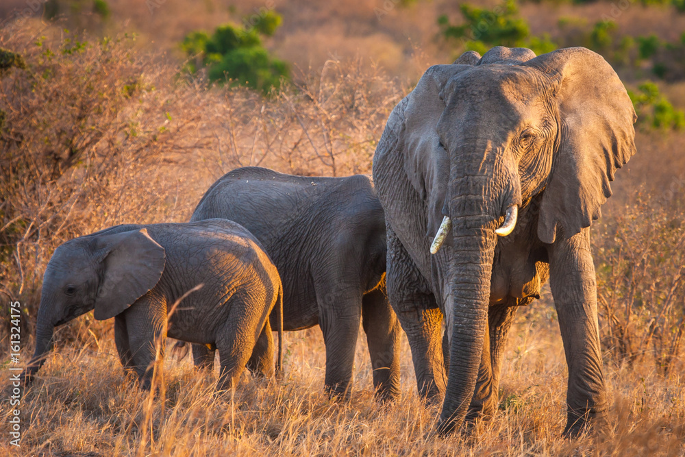 Fototapeta premium Elephant with baby elephant. A herd of elephants. Family of elephants. Kenya. Africa. Safari in Africa.