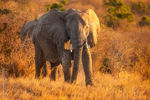 Elephant in the sun. Elephant. Kenya. Africa. Safari in Africa.