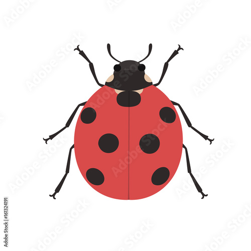 Cute ladybug cartoon © Nadzin