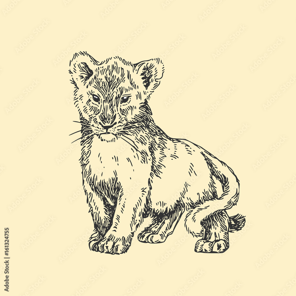 Obraz premium Baby animals. Wild. Young lion. Vintage style. Vector illustration.