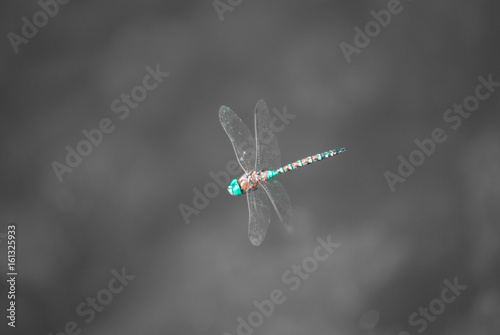 Dragon Fly photo