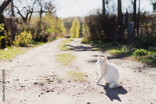 Homeless cat. Cute white fluffy green-eyed cat walking outdoors. Animal protection  homelessness  nature concept.