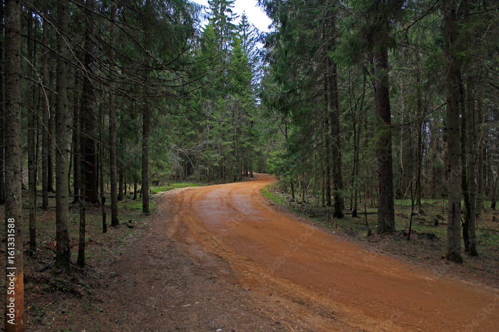 Fototapeta premium Лес