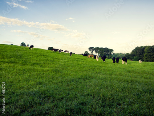 Fototapeta Naklejka Na Ścianę i Meble -   summer countryside morning,Northern Ireland