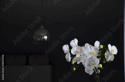 piękny biały storczyk w pokoju 