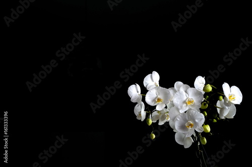 piękny biały storczyk w pokoju  photo