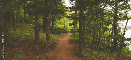 Colorado Forest