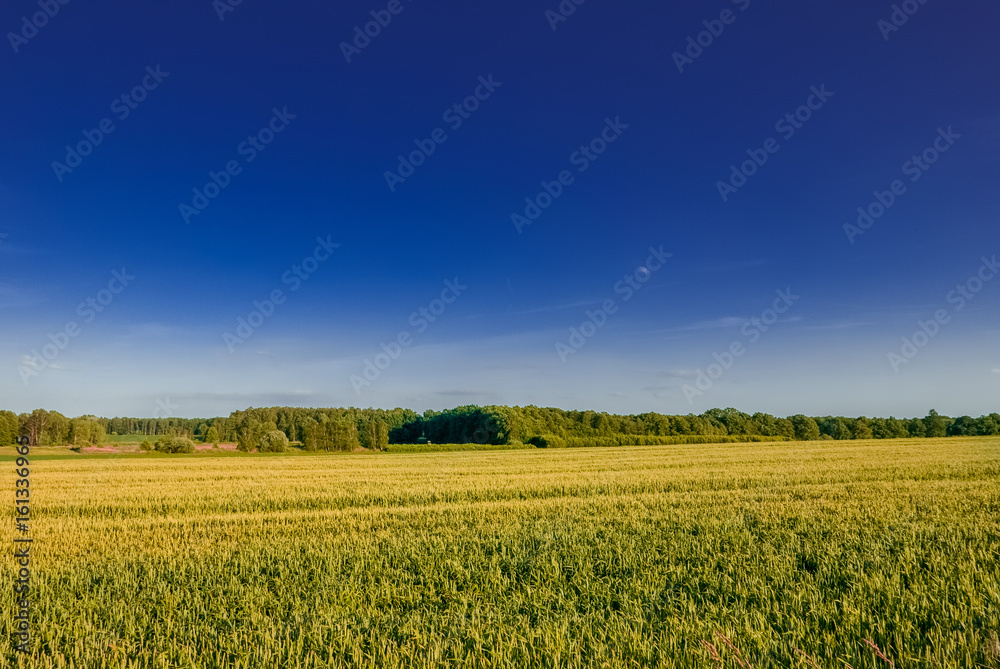 Minimal rural landscape during sunset, west of Poland