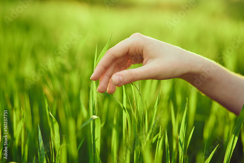 Green grass, the hand is planted to grass, grass © SHOTPRIME STUDIO