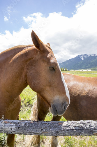 Profile of brown horse head with fence and mountains