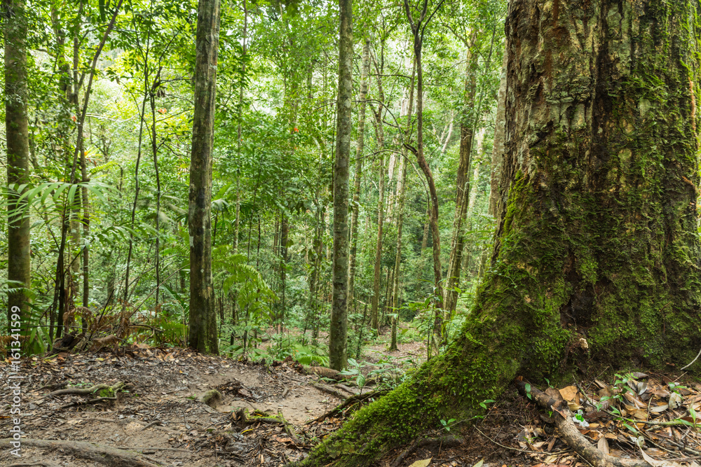 Green moss growing on tree at the jungle, Moss and Evergreen forest landscape Green moss growing on tree at the jungle, Moss and Evergreen forest landscape