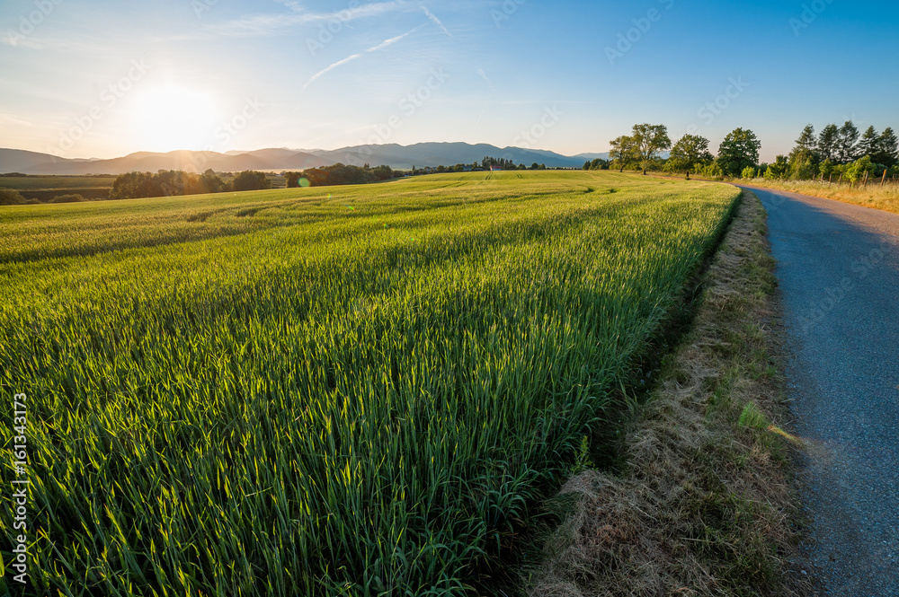 Green field pasture