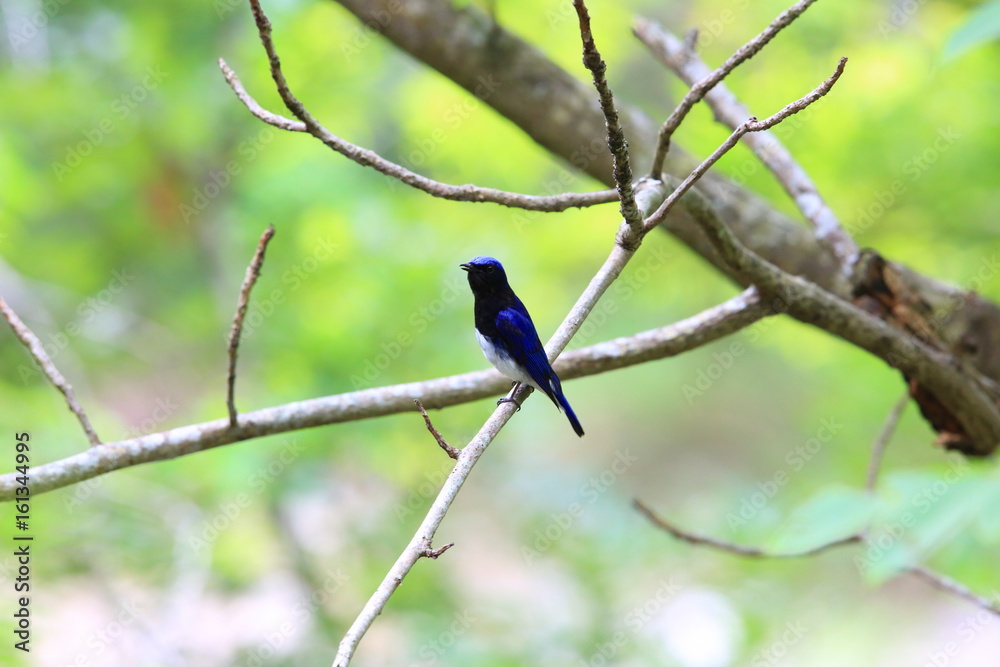 Blue-and-white flycatcher (Cyanoptila cyanomelana) male in Japan Blue-and-white flycatcher (Cyanoptila cyanomelana) male in Japan