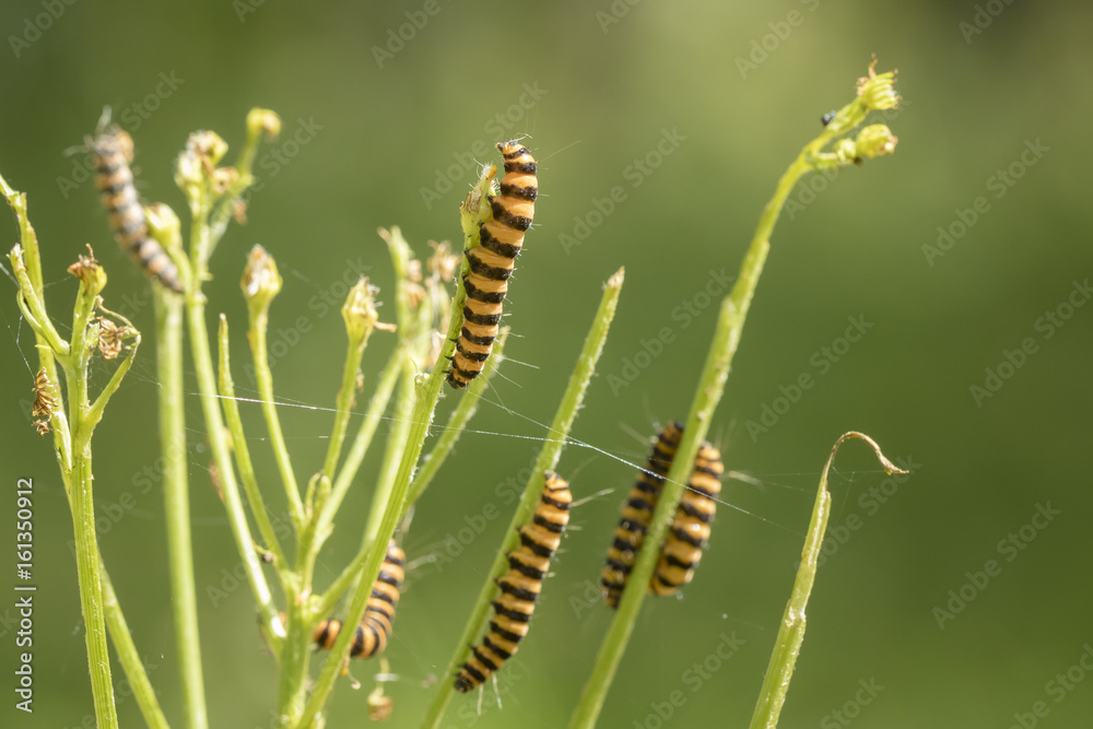Naklejka premium Yellow and black striped Cinnabar caterpillars feeding