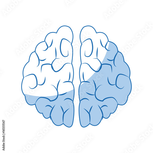 human brain organ health memory anatomy vector illustration