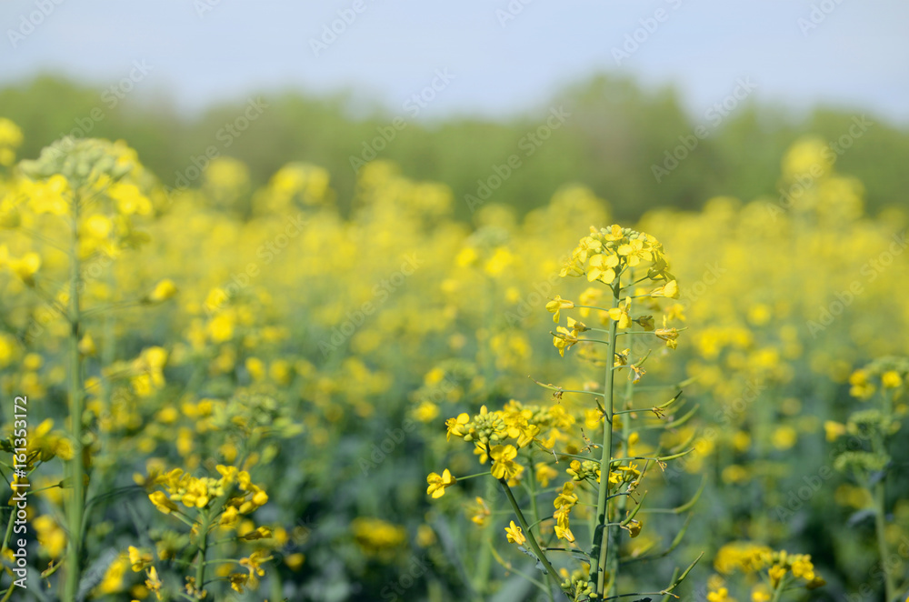 Rape Brassica napus plant field. Agricultural background Rape Brassica napus plant field. Agricultural background