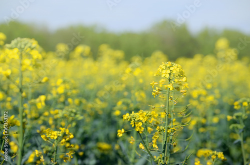 Rape Brassica napus plant field. Agricultural background