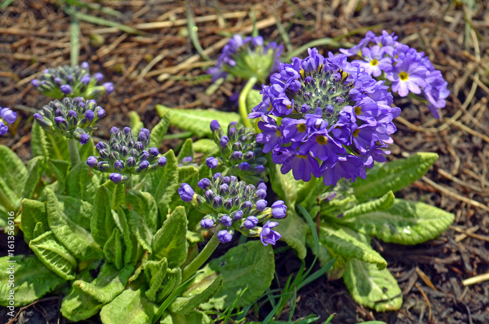 Obraz premium Mountain Wild violet flowers in springtime. Annapurna national park.
