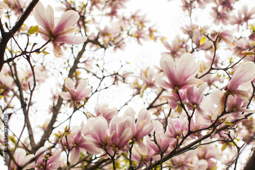 Flowering Magnolia liliflora