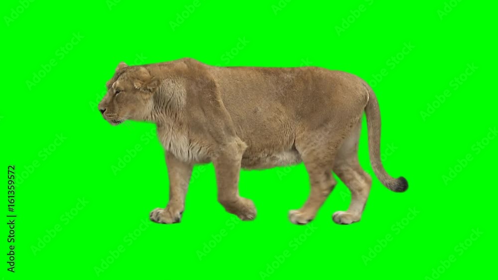 Female lion slowly walking seamlessly looped on green screen, real shot, isolated on chroma key, perfect for digital composition, cinema, 3d mapping Female lion slowly walking seamlessly looped on green screen, real shot, isolated on chroma key, perfect for digital composition, cinema, 3d mapping