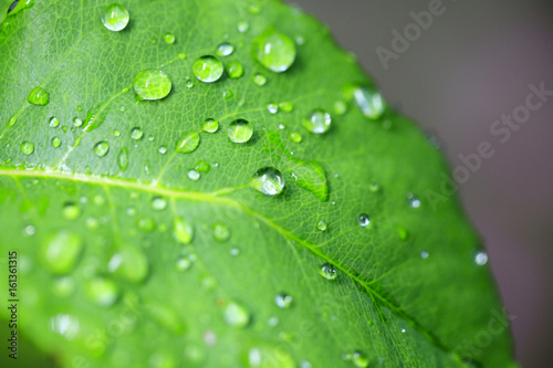 Drops on the green leaf