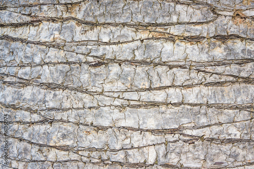 Palm tree gray dry bark closeup texture.