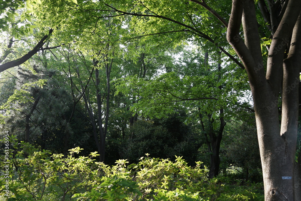 Fototapeta premium 新緑 森 公園 日差し 