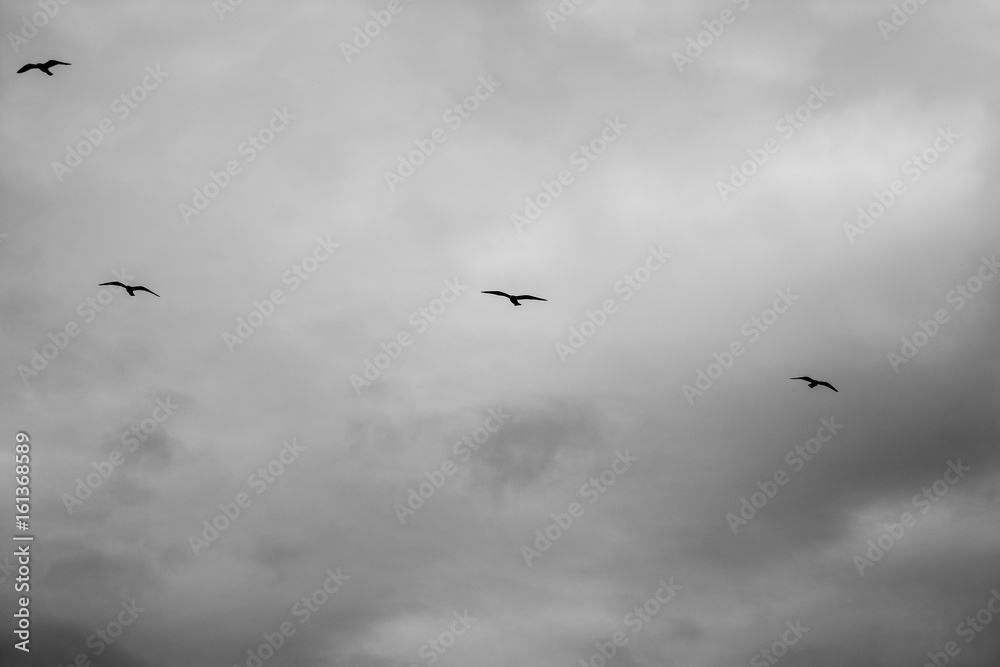Black and White Gulls II