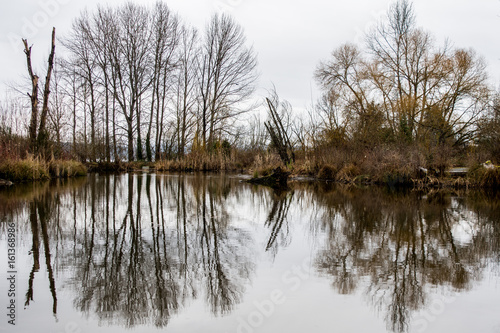 Warren G. Magnuson Park Pond Winter Reflection