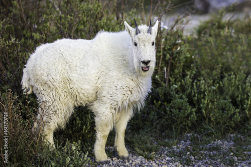 Mountain Goats in Colorado