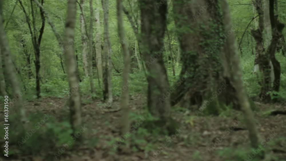 Slow panorama of dark forest with trunks and roots. Slow panorama of dark forest with trunks and roots.