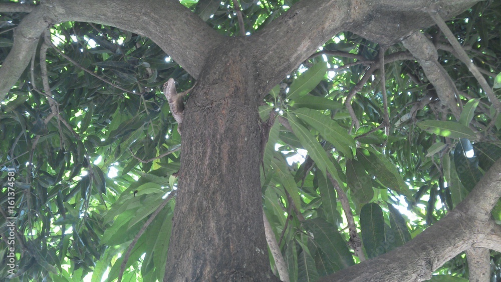 Two small geckos climbing on a tree Two small geckos climbing on a tree