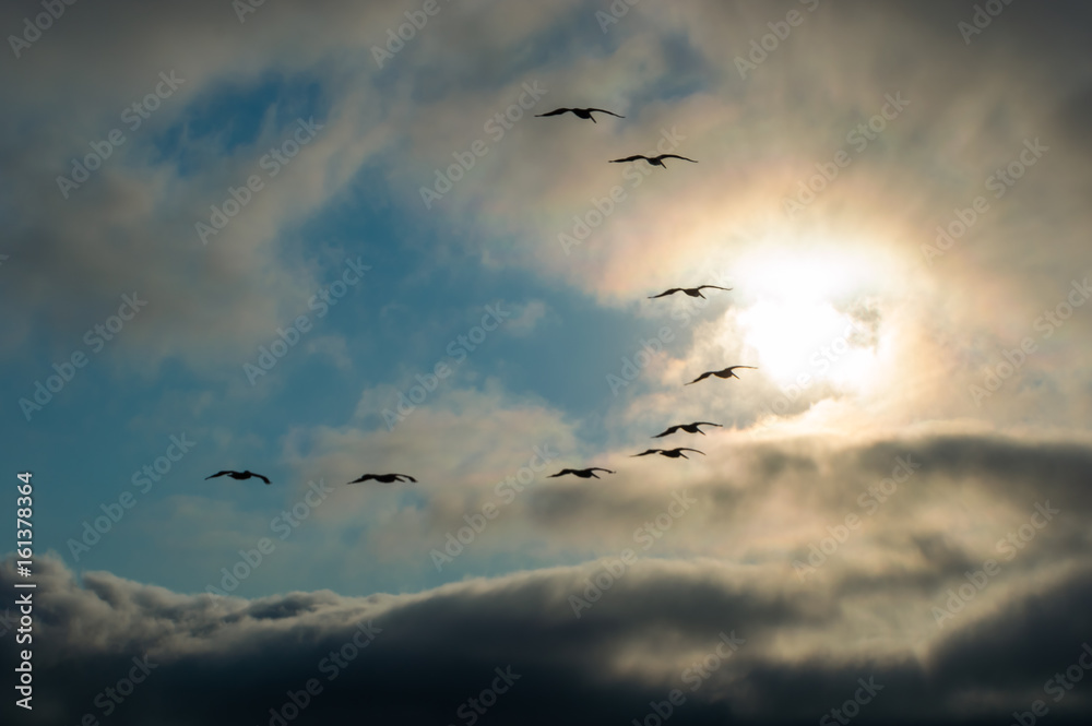 birds in the clouds