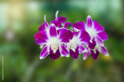 beautiful orchid flower and green leaves with green background in the park, queen of flower in nature.