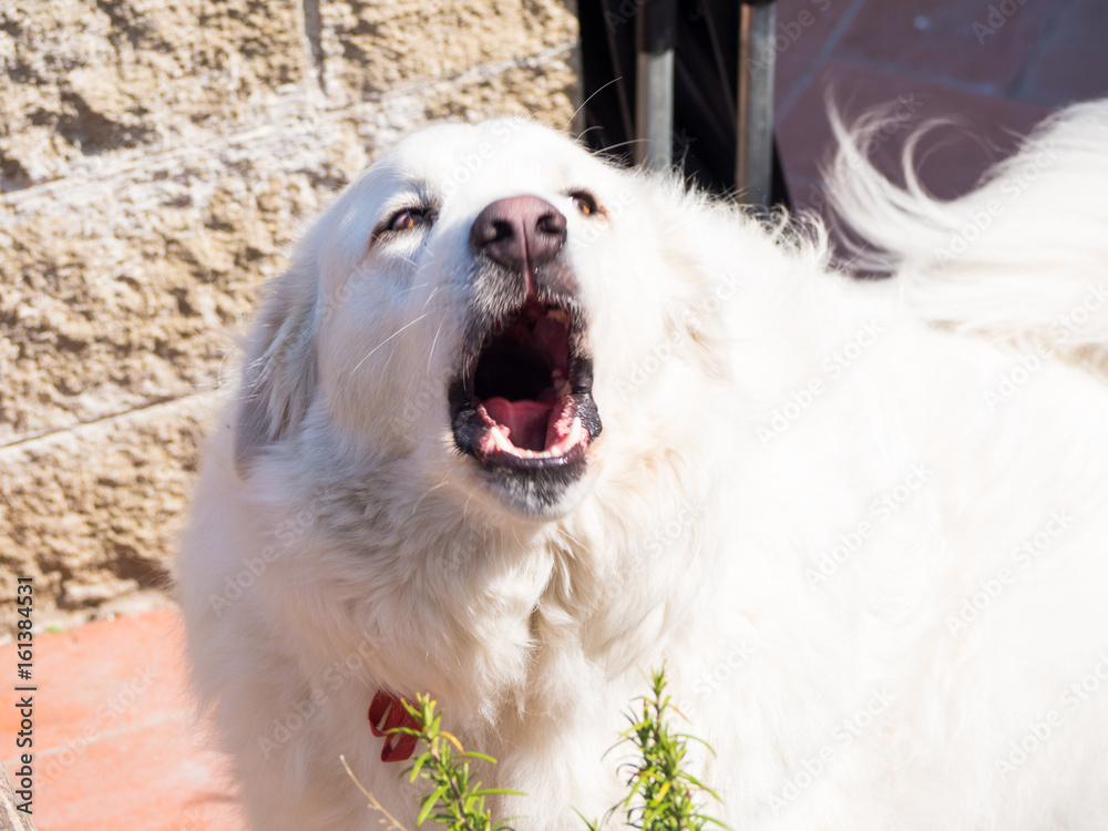 White dog barking White dog barking