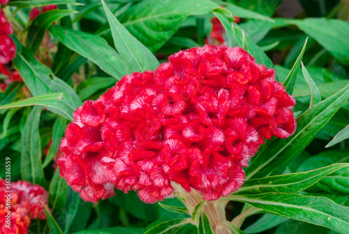 Closeup to Cockscomb  Chinese Wool Flower  Celosia Argentea