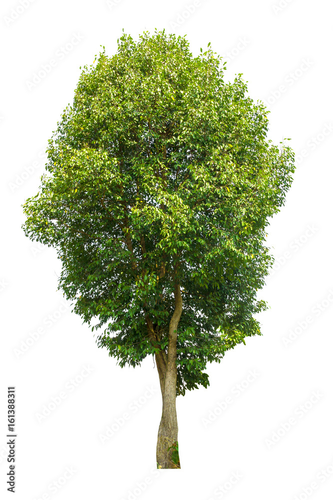 tree isolated, tree on white bacground, tree object. tree isolated, tree on white bacground, tree object.