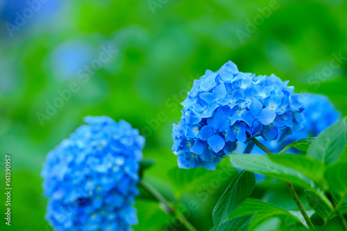 京都 三室戸寺の紫陽花