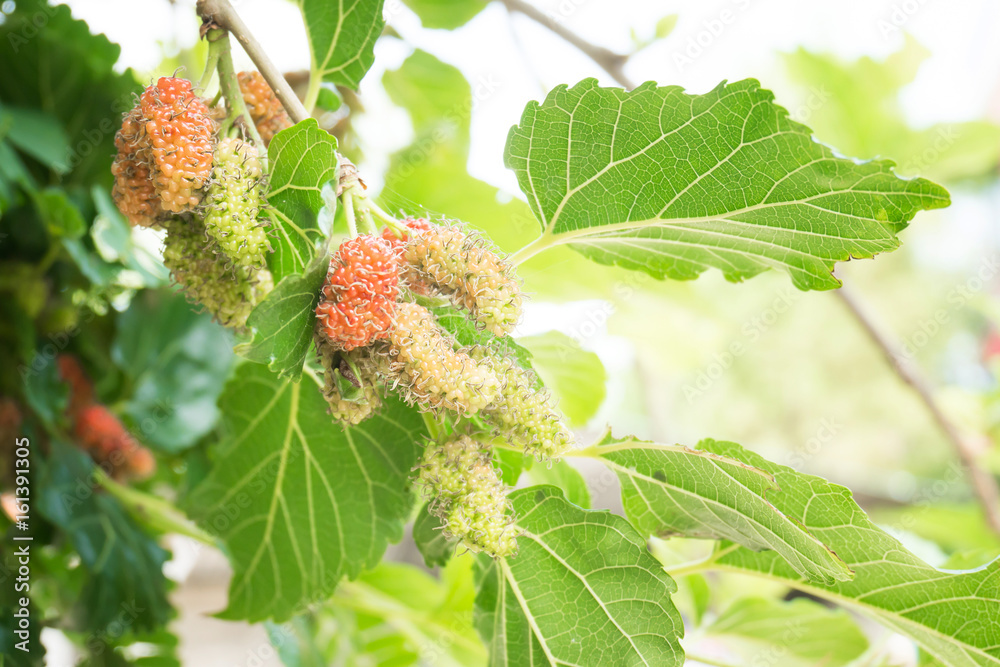 Ripe and unripe mulberry on tree branch Ripe and unripe mulberry on tree branch