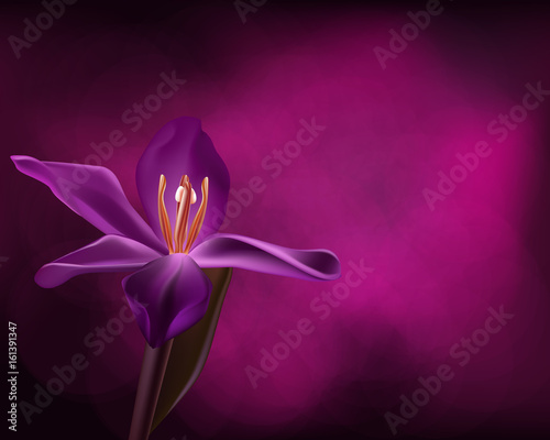 VECTOR: Single purple orchid as background design for greeting cards, invitation and magazine