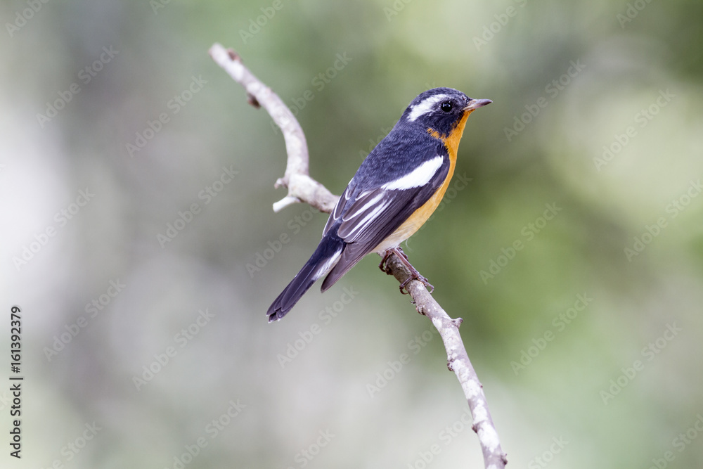 Fototapeta premium Mugimaki flycatcher (Ficedula mugimaki) This is a male passage migrant and winter visitor bird of Thailand. Its habitat are evergreen forest, wooded gardens, secondary.