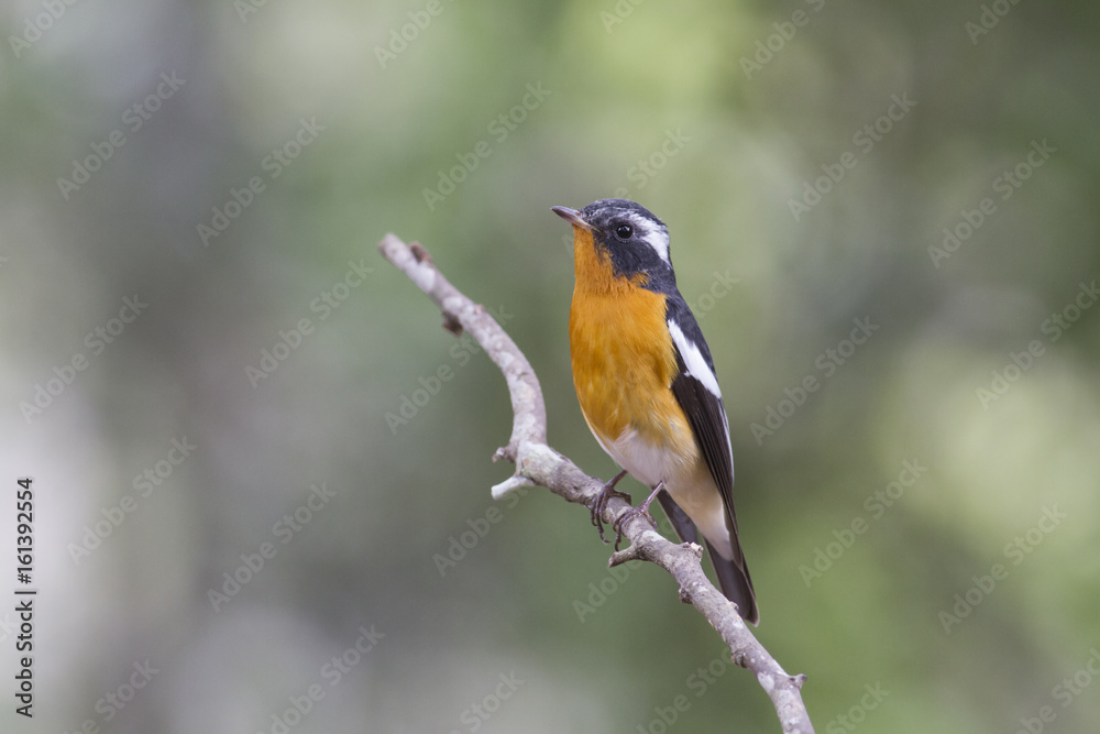 Fototapeta premium Mugimaki flycatcher (Ficedula mugimaki) This is a male passage migrant and winter visitor bird of Thailand. Its habitat are evergreen forest, wooded gardens, secondary.