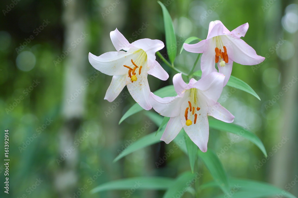 Naklejka premium ササユリ