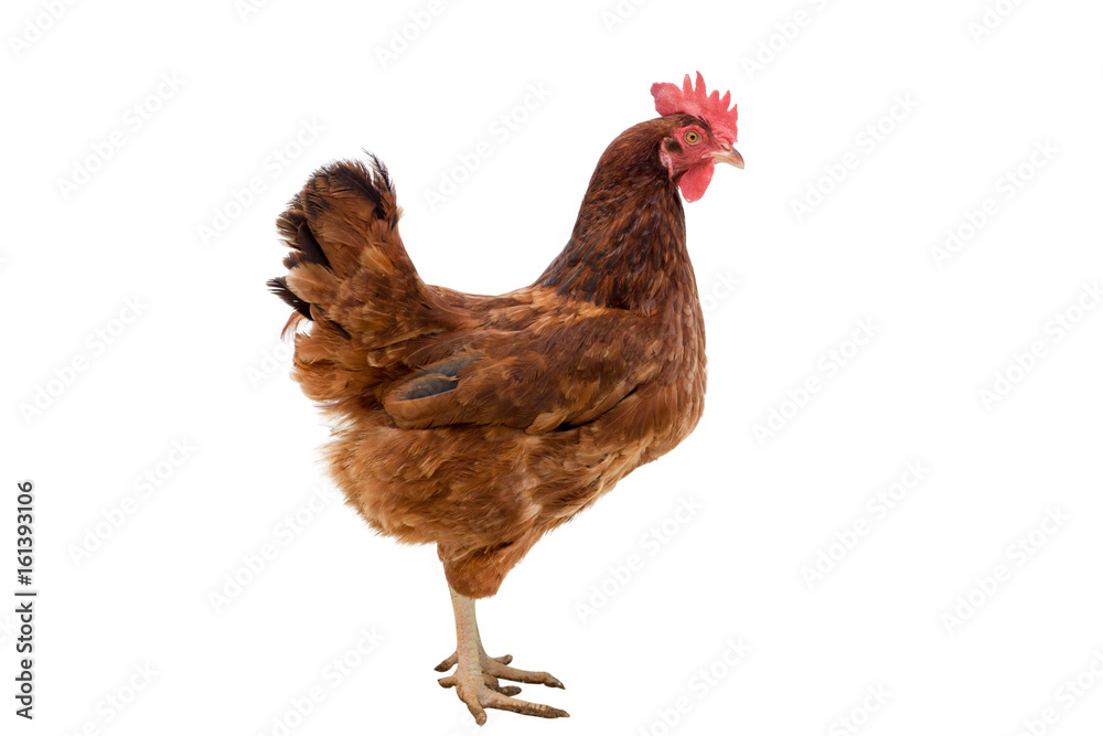 Fototapeta premium brown hen isolated on white,Chicken walking,clipping path.